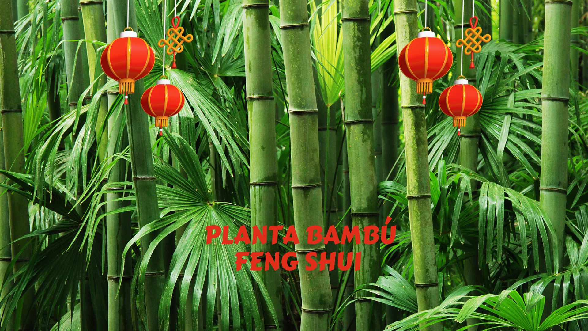 Video thumbnail for Planta bambú feng shui, dónde colocarla 🎋 suerte video