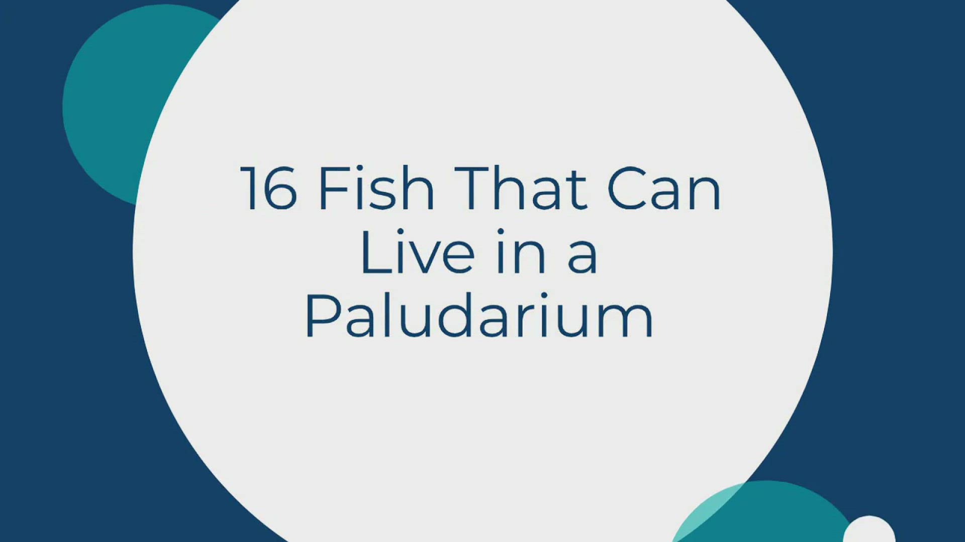 Playlist thumbnail for Paludariums