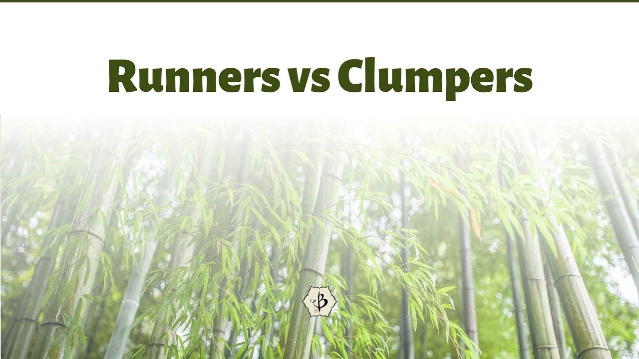 'Video thumbnail for Running Bamboo vs Clumping Bamboo'