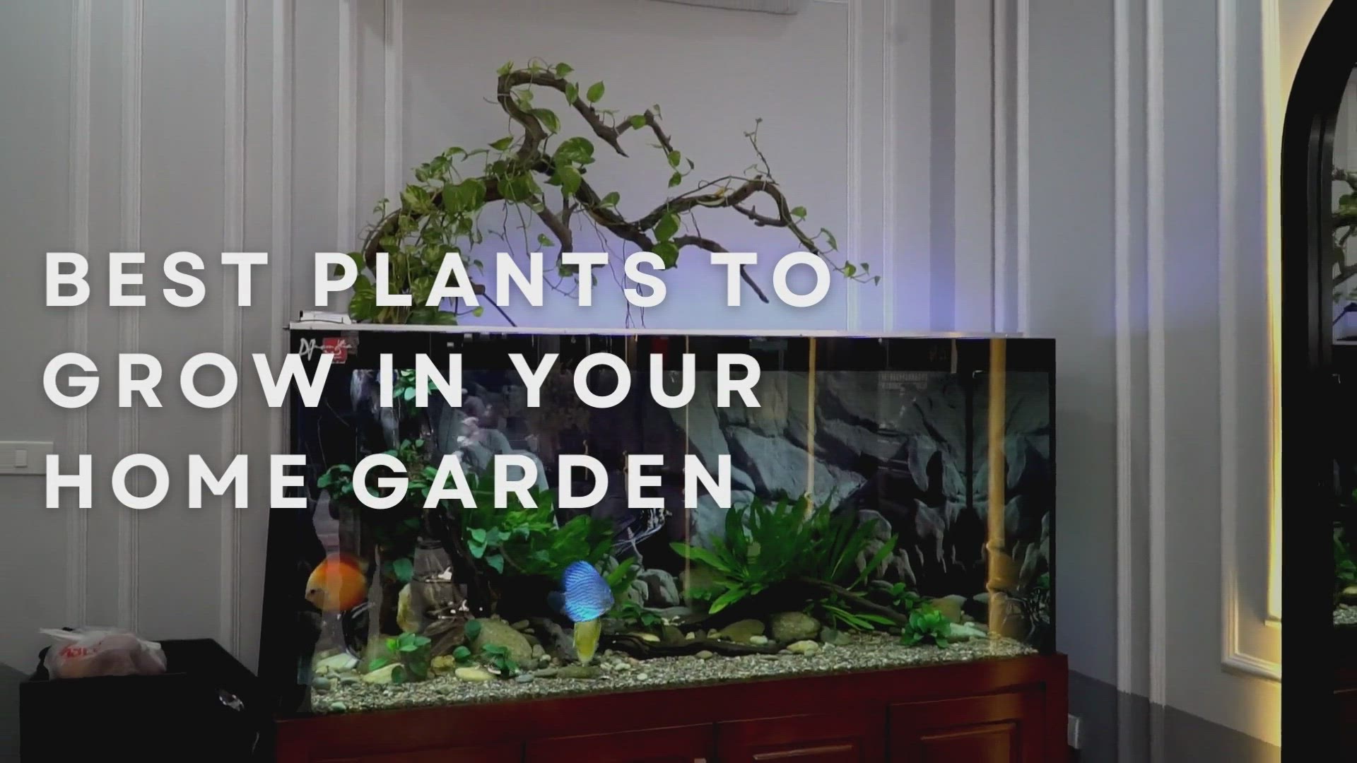 'Video thumbnail for Best Plants To Grow In Your Home Garden'