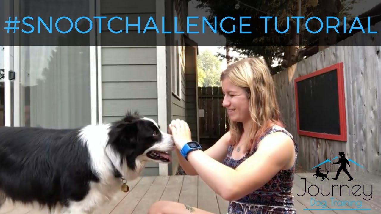 'Video thumbnail for Teach Your Dog to Do the #Snootchallenge! [bonus: refocusing after your dog gets scared]'