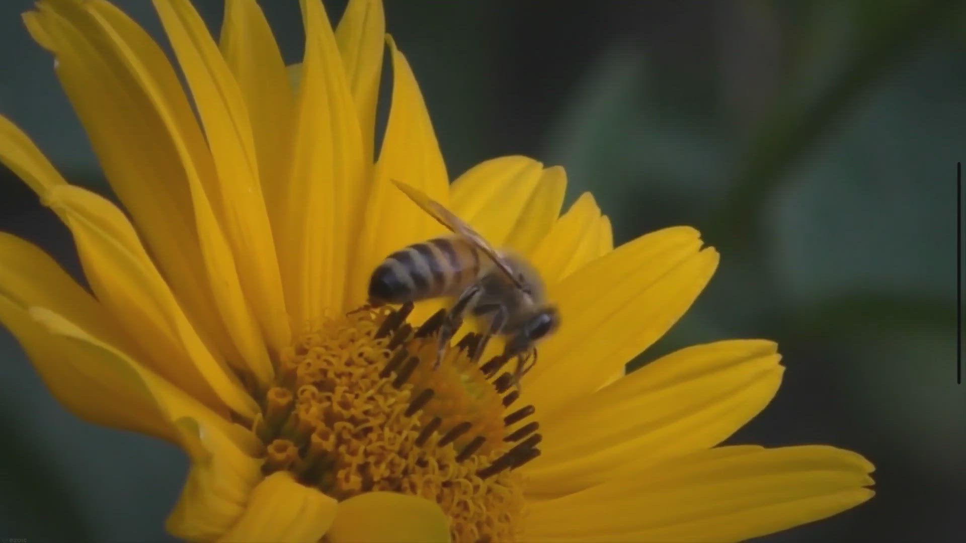 Video thumbnail for What Is Special About Bees Eyes? - Wise Beekeeping