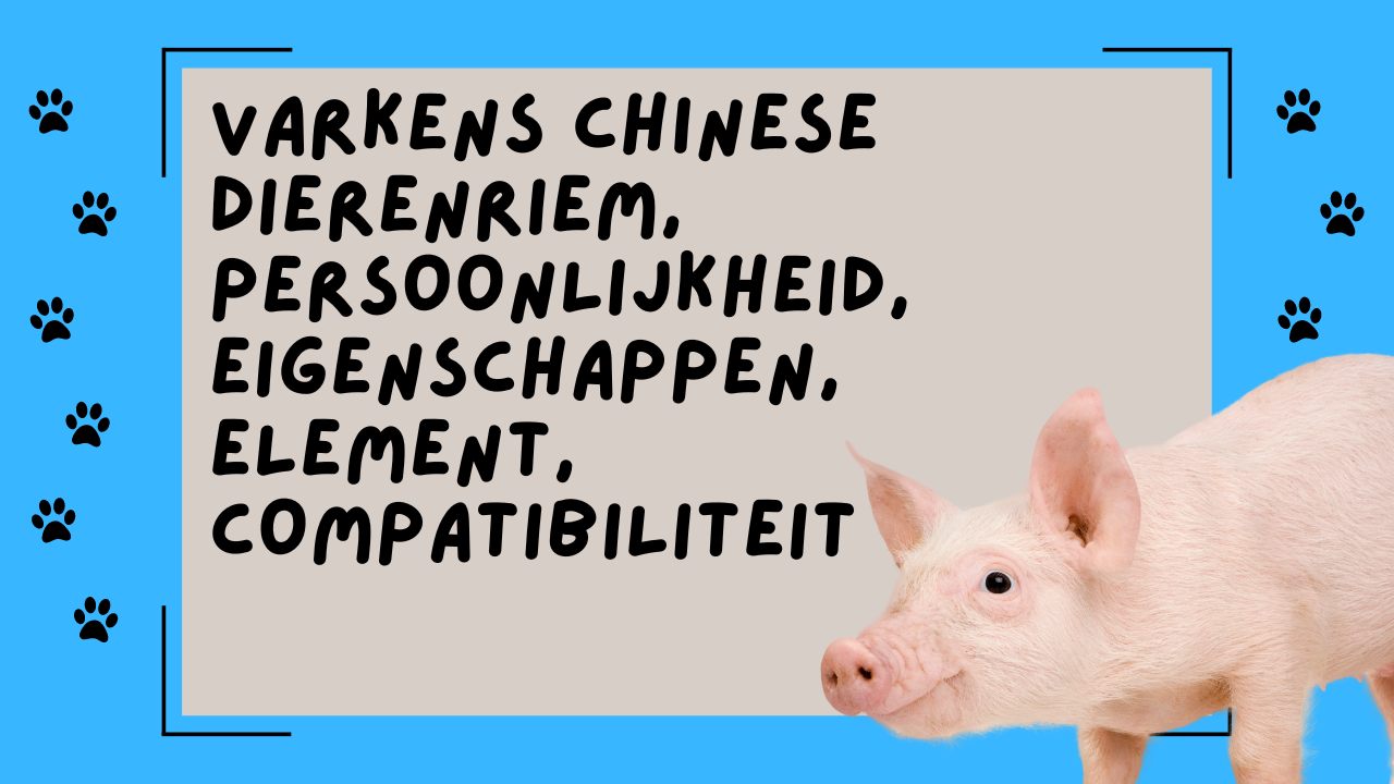 Video thumbnail for Varkens Chinese dierenriem, persoonlijkheid, eigenschappen, element, compatibiliteit