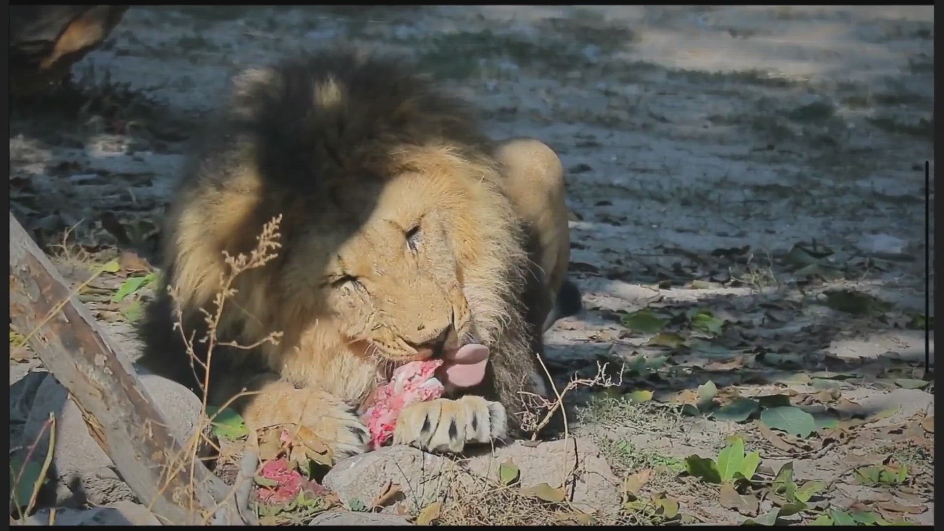 'Video thumbnail for Do Lions Eat Elephants (The Answer May Surprise You)'