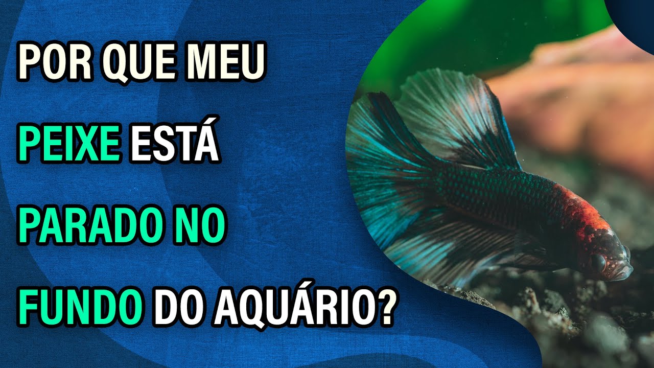 Peixe Tetra Foguinho, Compre na Kauar