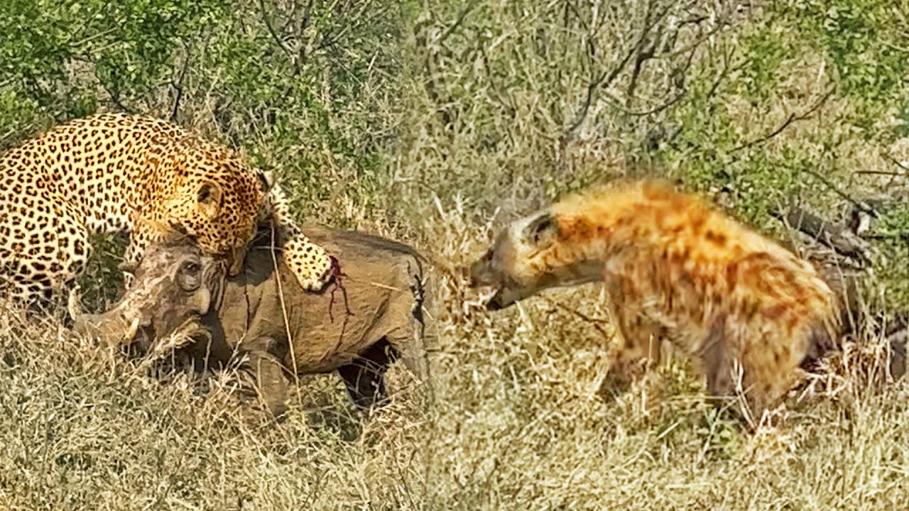 Video thumbnail for 1 Warthog Fights off Leopard and 5 Hyenas
