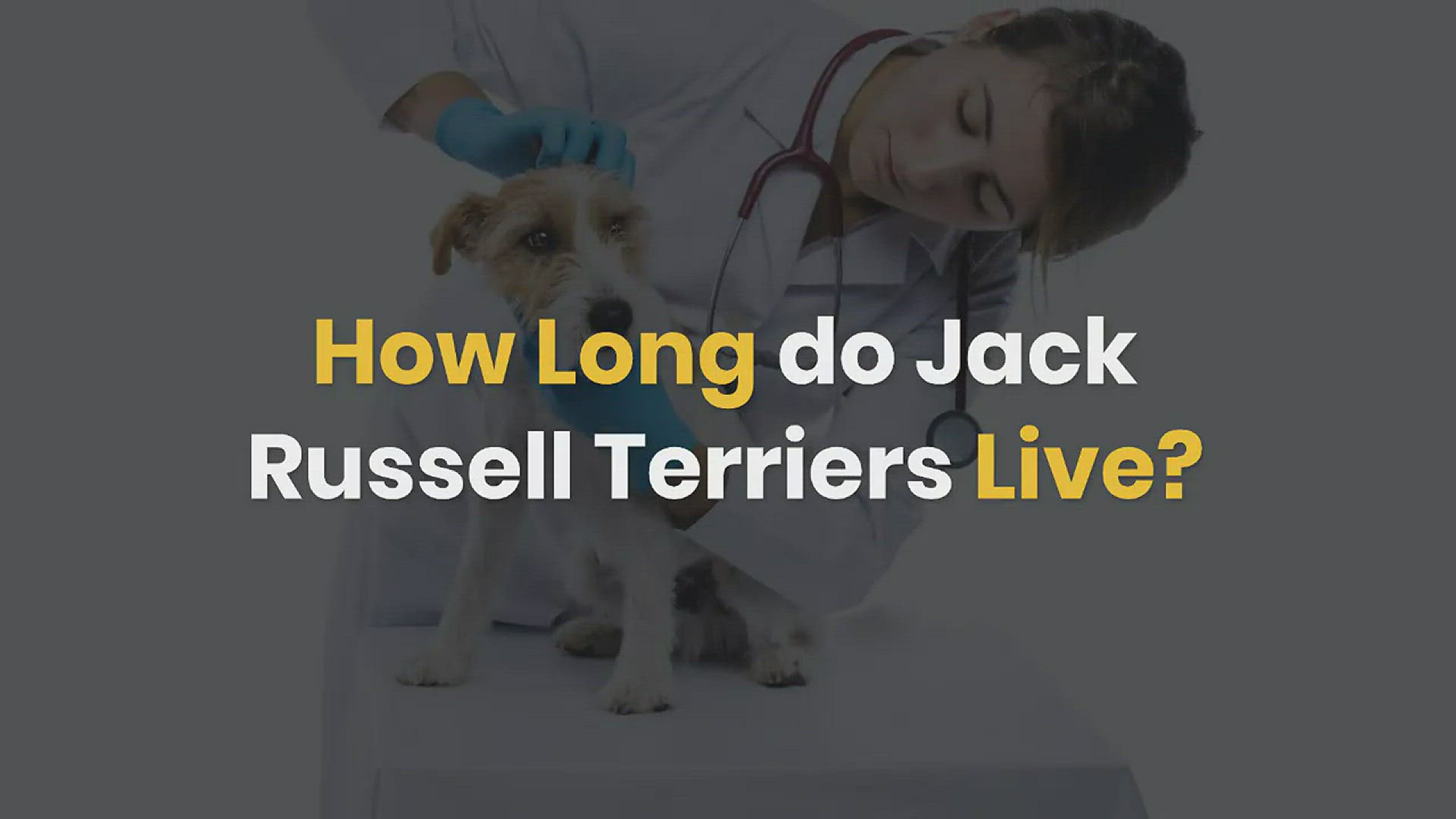 Video thumbnail for How long do Jack Russell Terriers live Average lifespan of a JRT