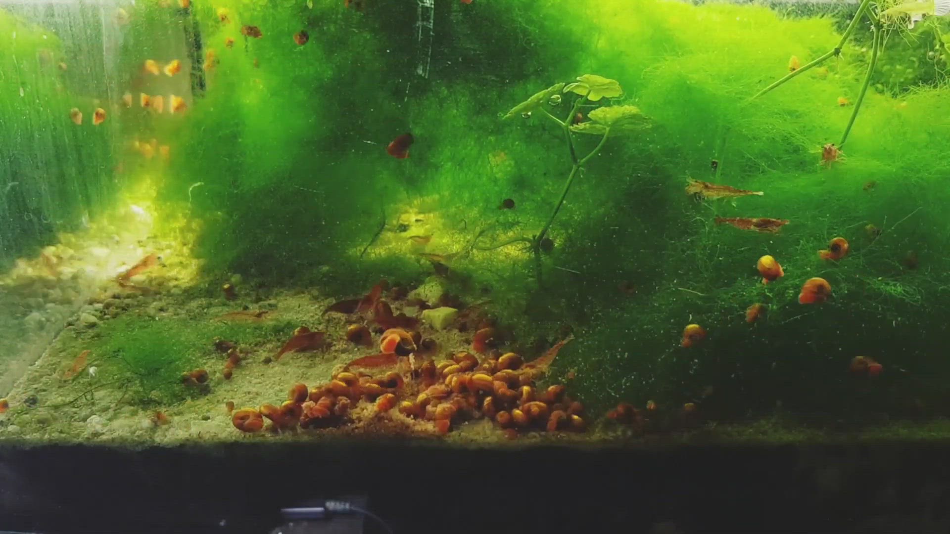 'Video thumbnail for Nano Planted tank'
