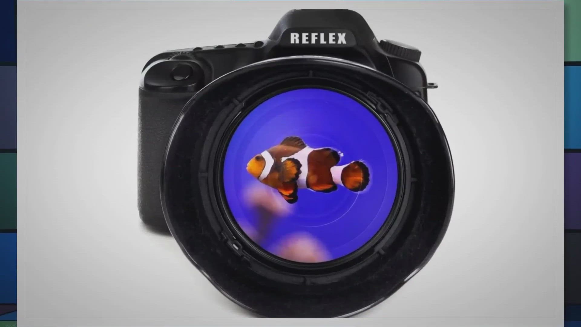 dslr carp bait