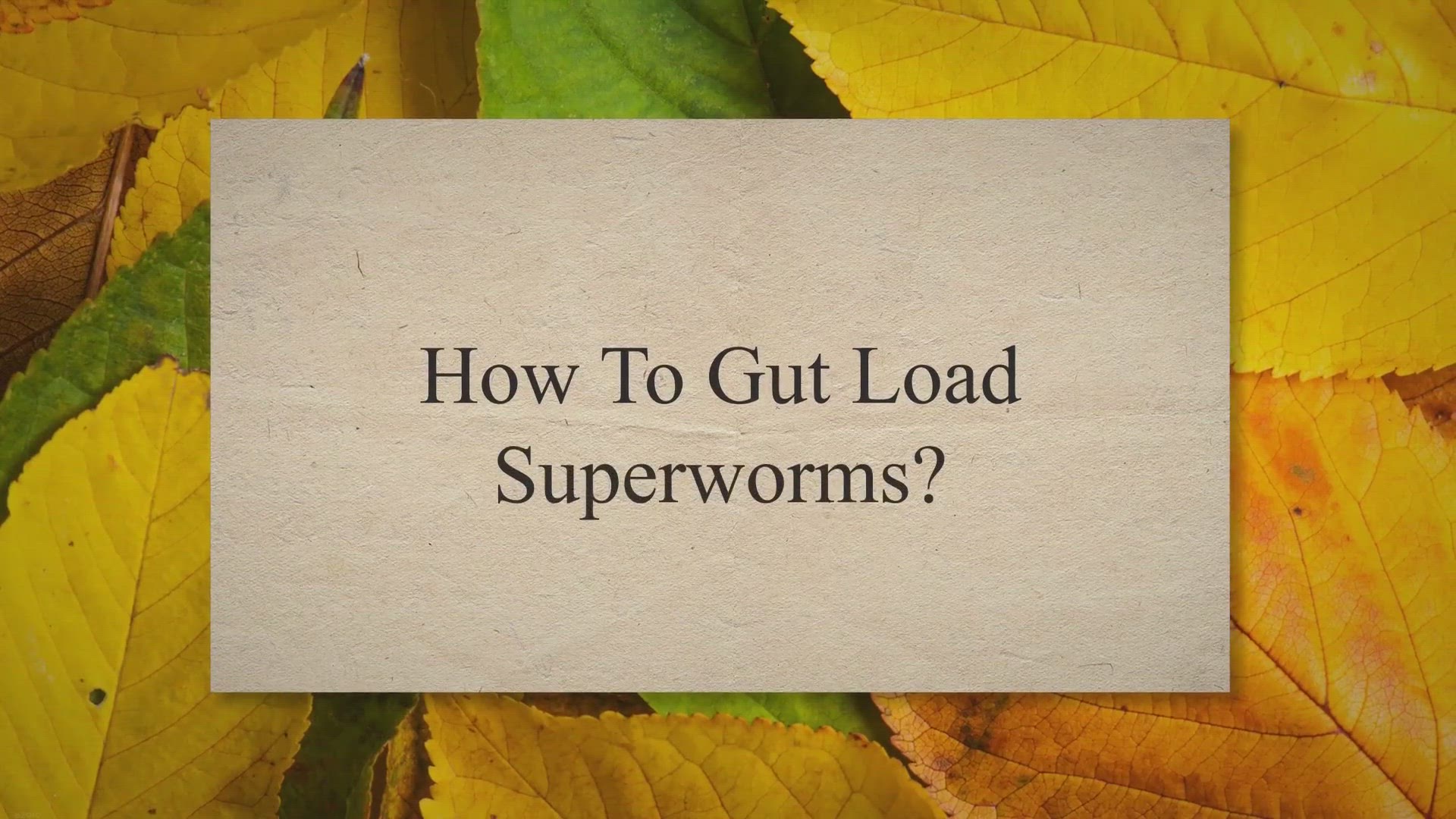 Video thumbnail for How To Gut Load Superworms?