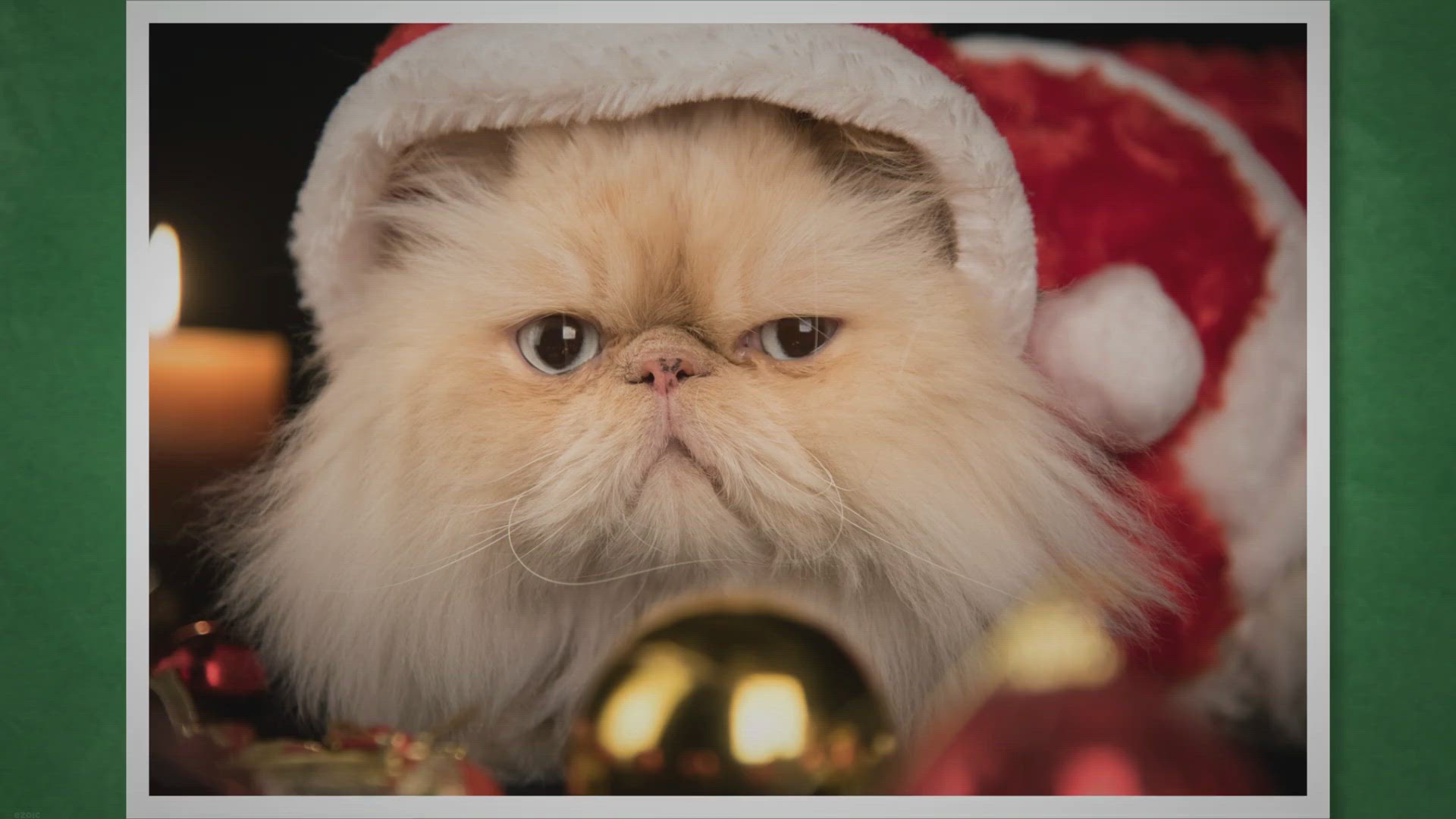 Video thumbnail for 9 The Most Interesting Facts About Persian Cats