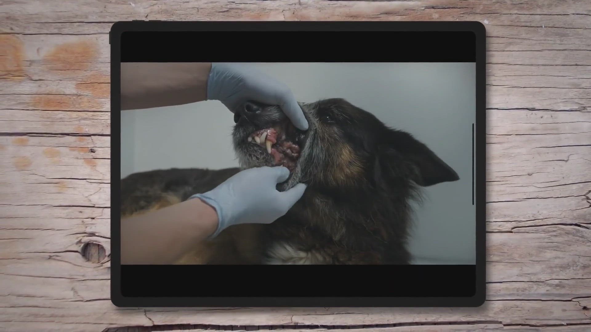 Video thumbnail for Dog Dental Care Mistakes