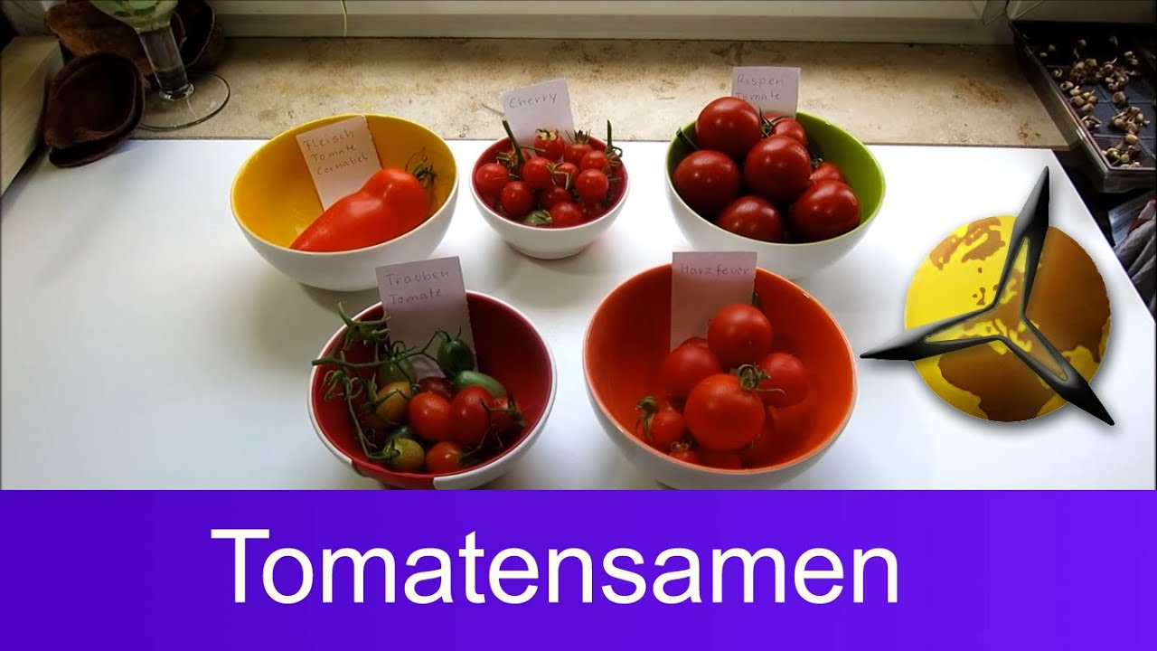'Video thumbnail for Tomatensamen selber gewinnen: Saatgut für Tomaten selber machen'