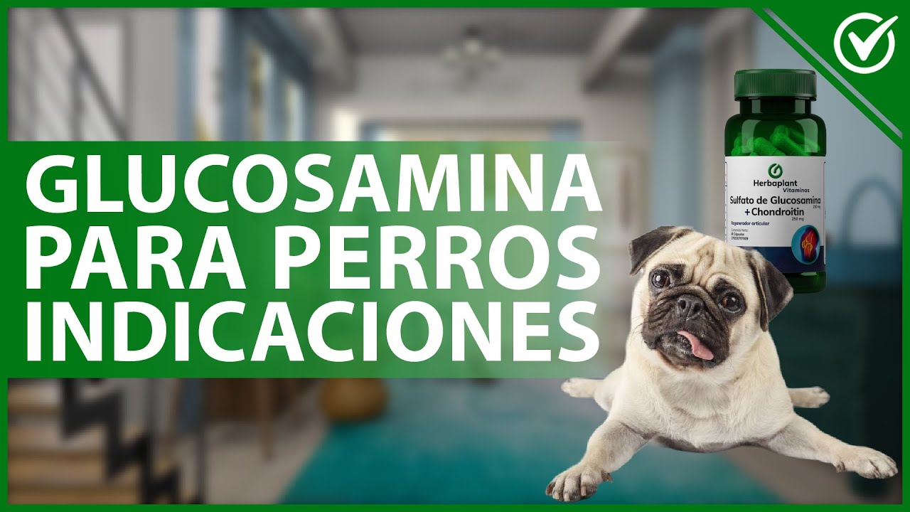Video thumbnail for 🐕 GLUCOSAMINA para PERROS: Para qué sirve, beneficios, riesgos y alimentos que la contienen 💊🐕