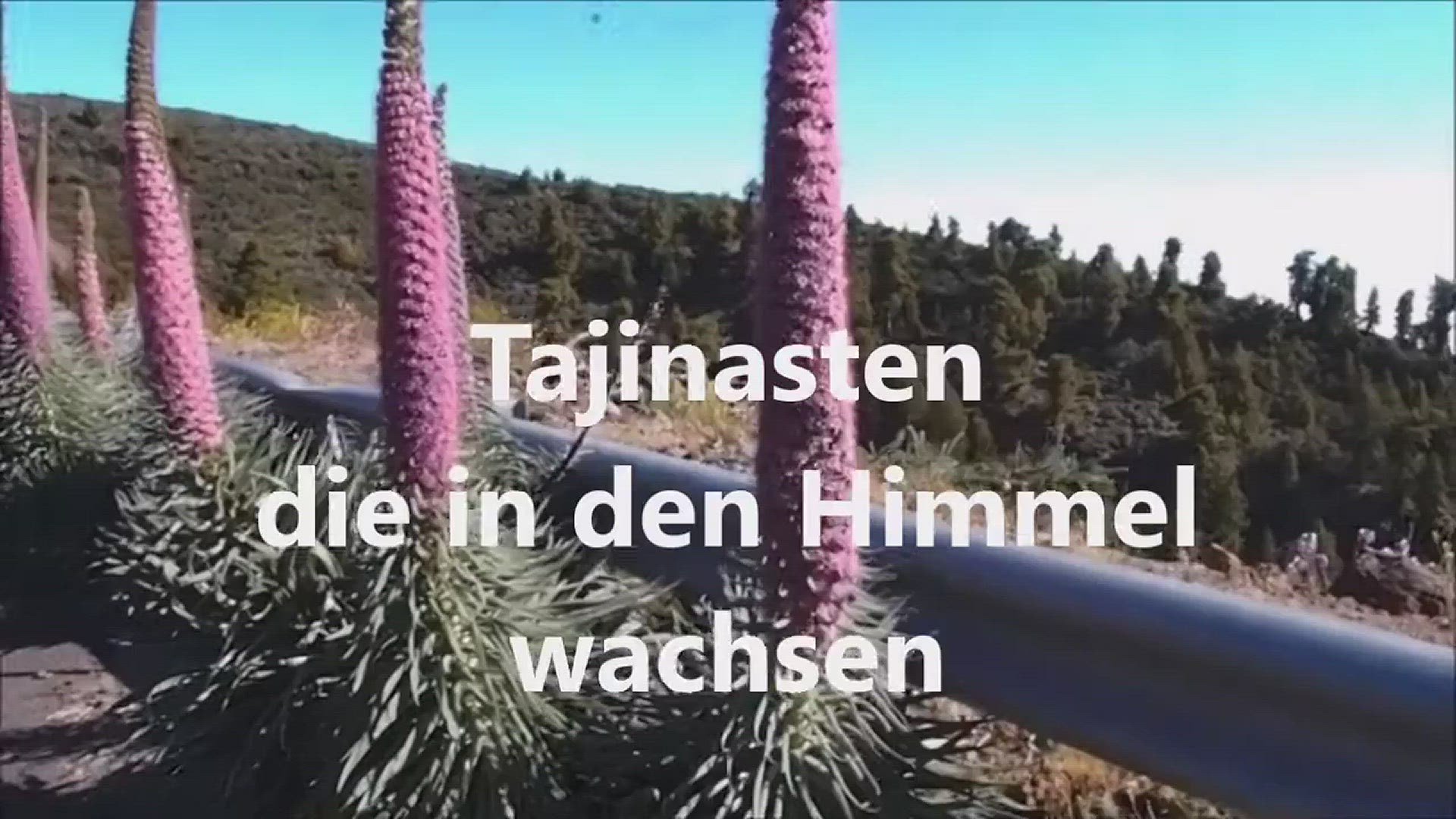 'Video thumbnail for Tajinasten die in den Himmel wachsen - Das Blütenwunder auf La Palma'