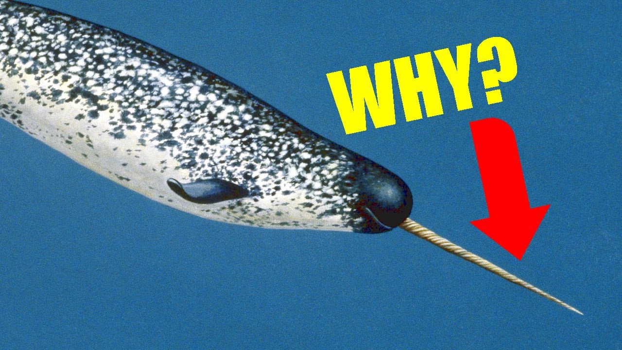 'Video thumbnail for 20 Mind-Blowing Fun Facts About Ocean Animals'