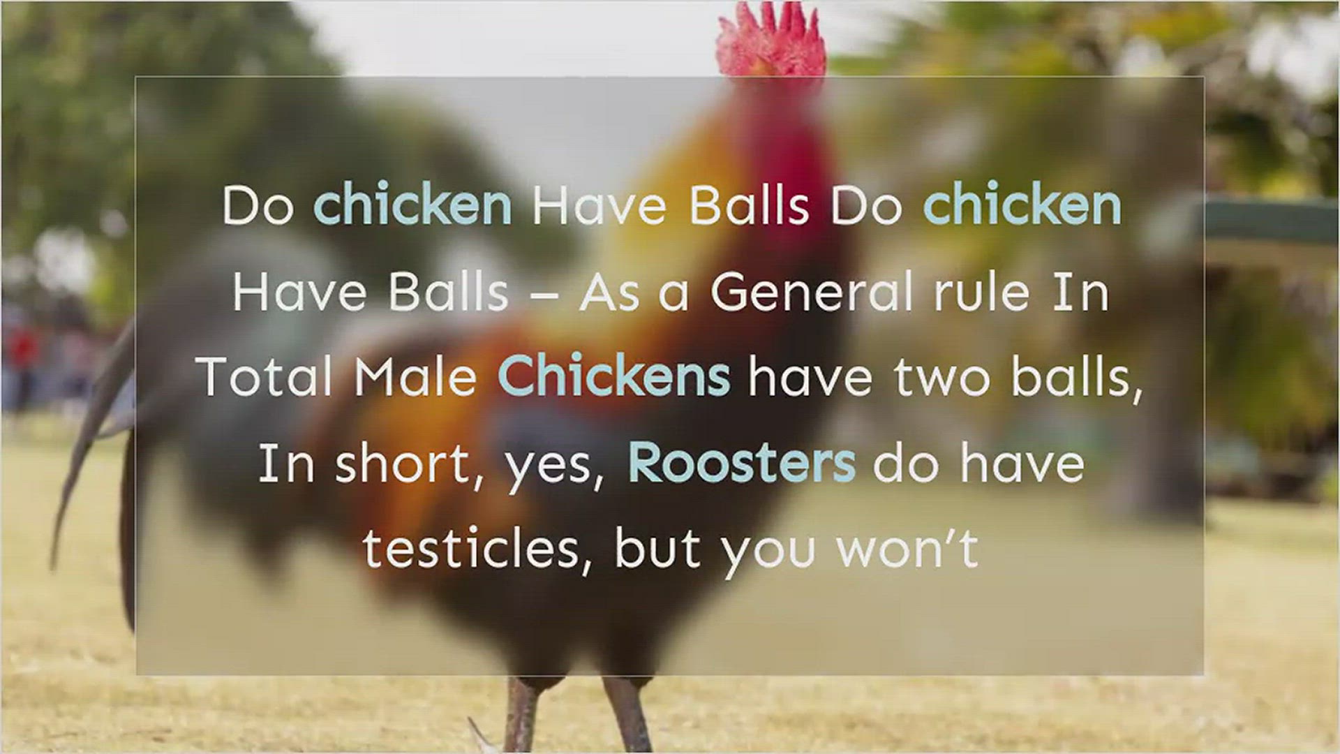 'Video thumbnail for Do Roosters Have Balls'