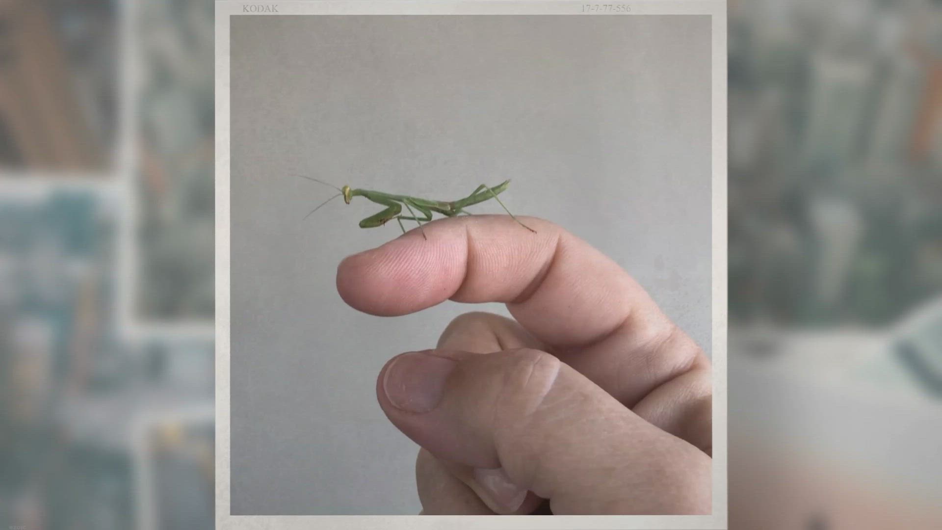 Video thumbnail for How to Care for Praying Mantis Eggs – What You Need to Know