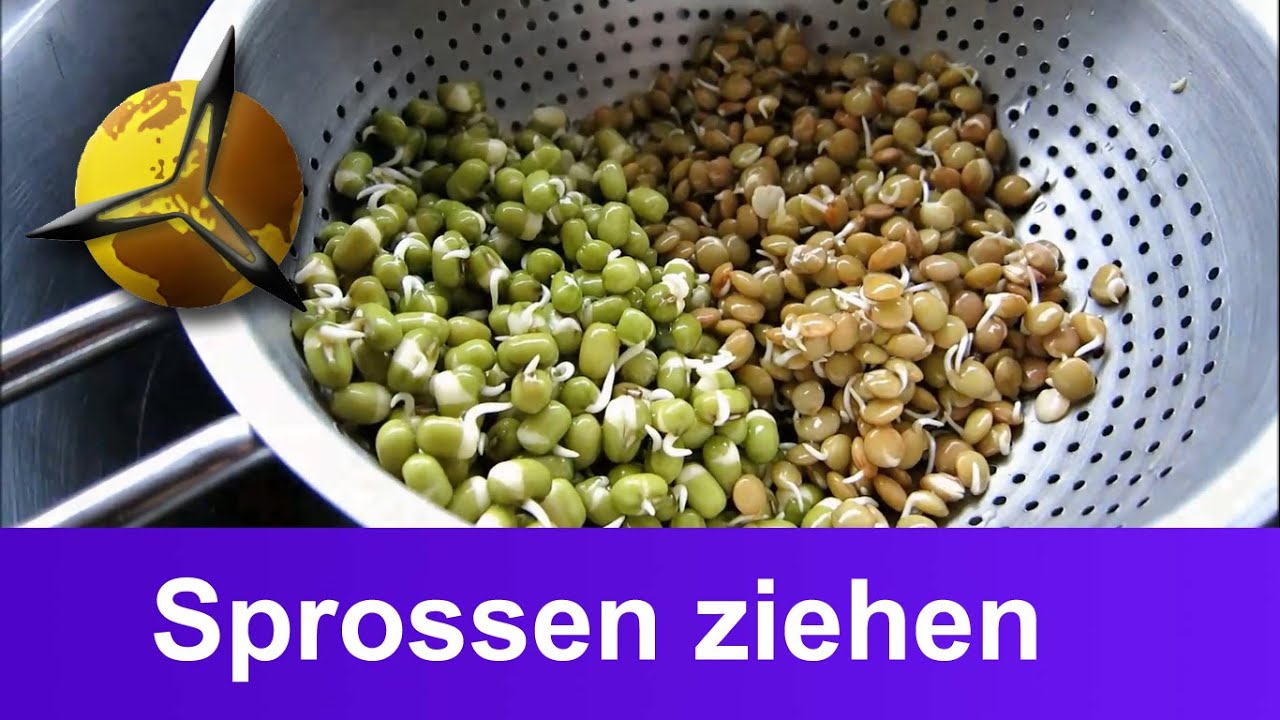 'Video thumbnail for Keimlinge: Sprossen selber ziehen/ züchten'