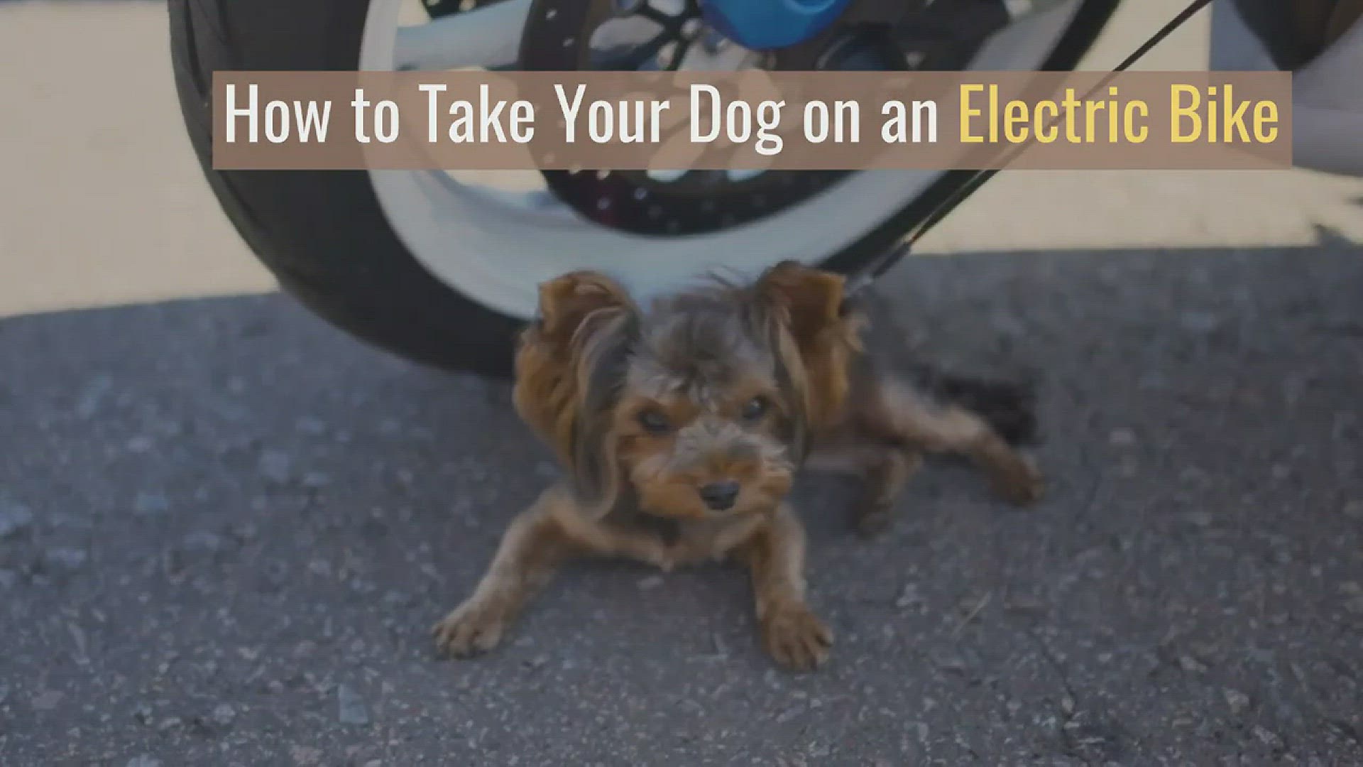 Video thumbnail for How to Take Your Dog on an Electric Bike