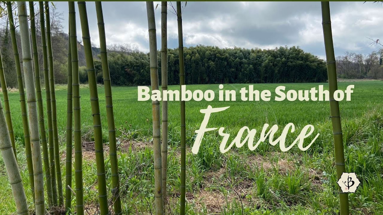 'Video thumbnail for Bamboo in the South of France'