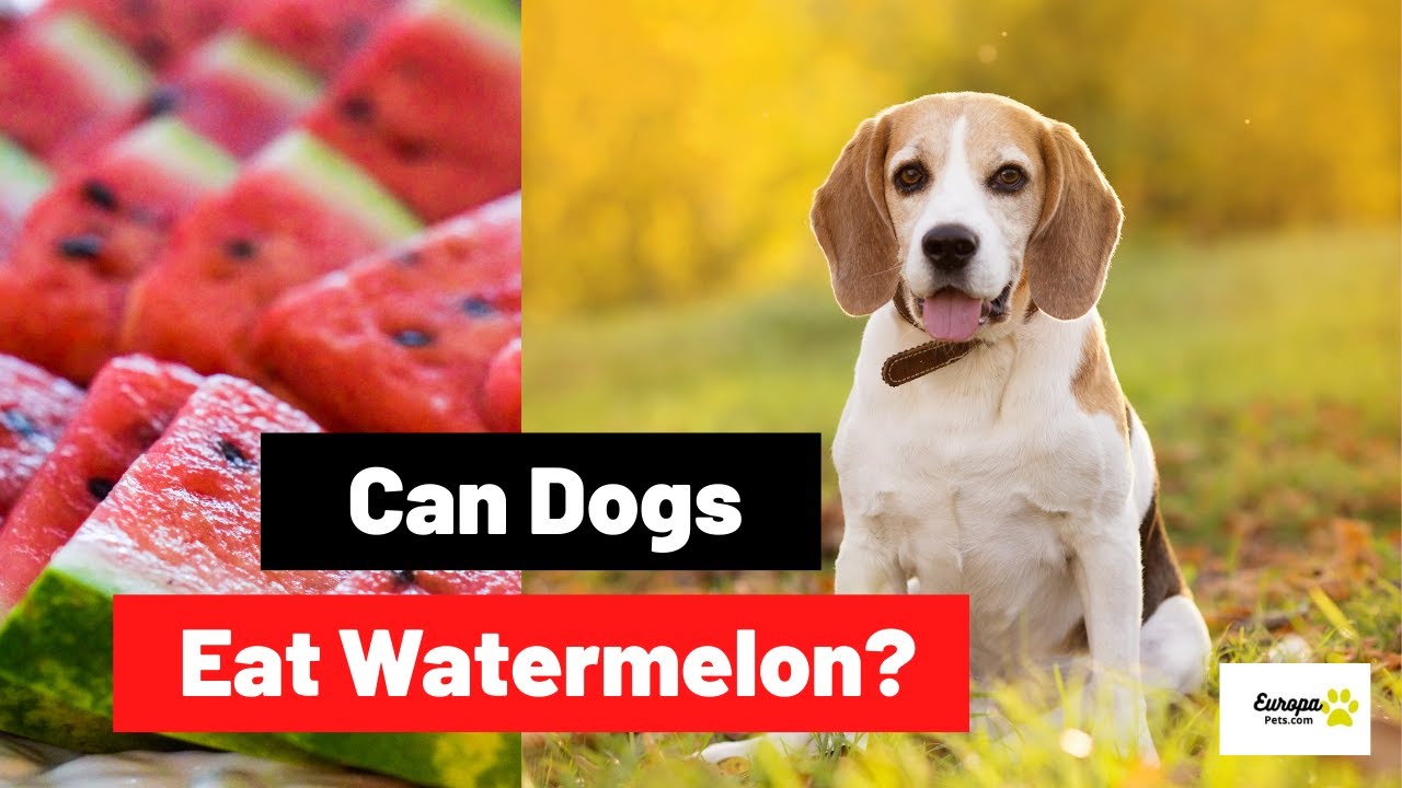 Video thumbnail for Can Dogs Eat Watermelon? | Dog Food Tips
