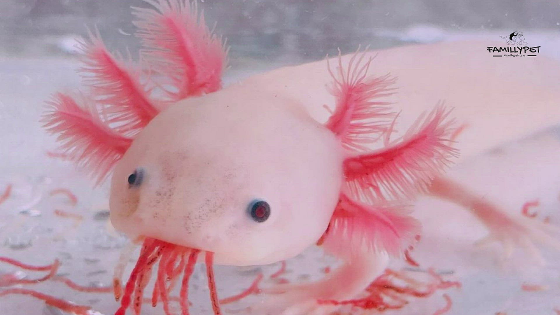 What Do Axolotls Eat ? 