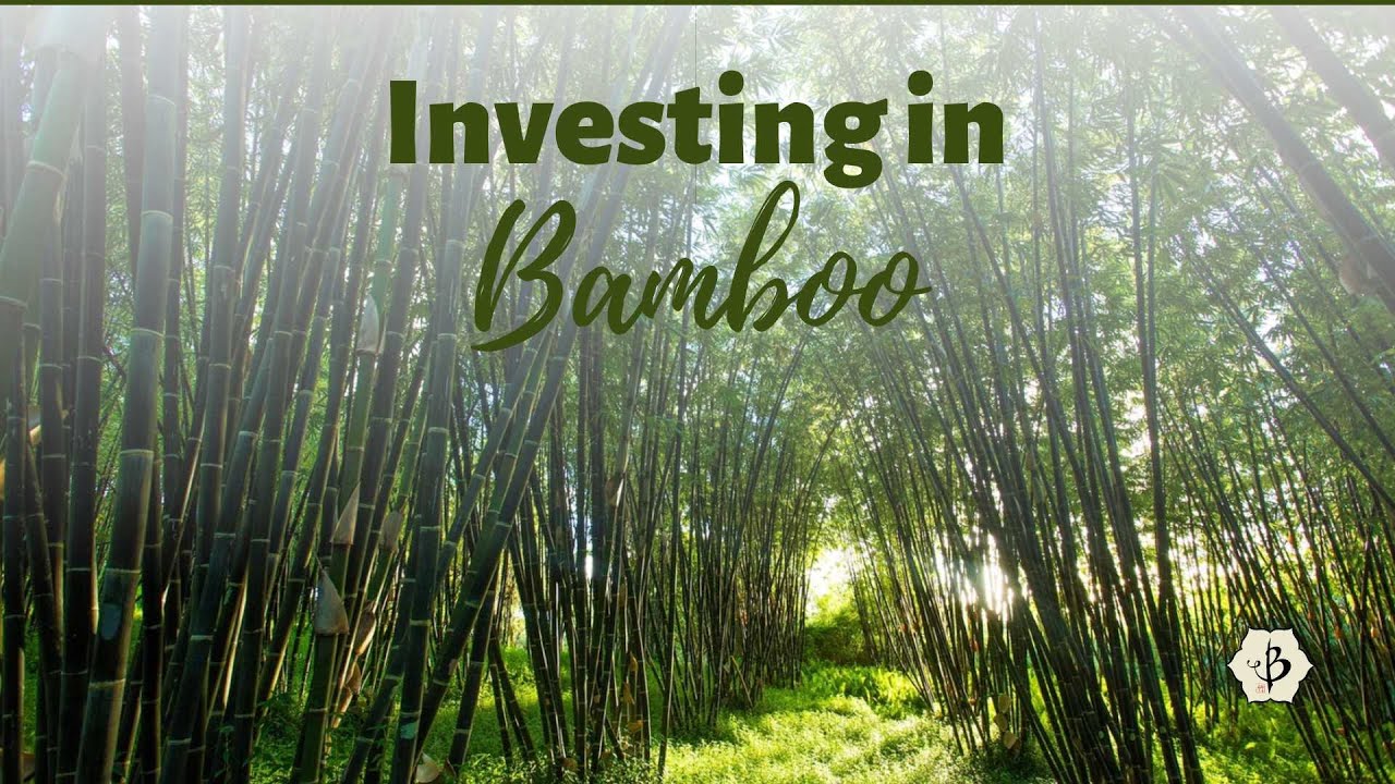 'Video thumbnail for Investing in Bamboo'