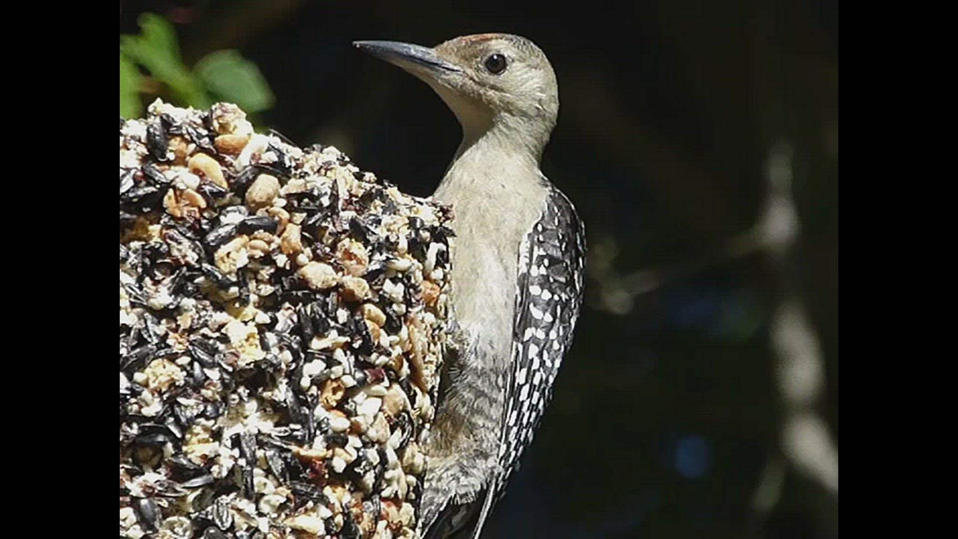 'Video thumbnail for Woodpecker at seed cylinder'
