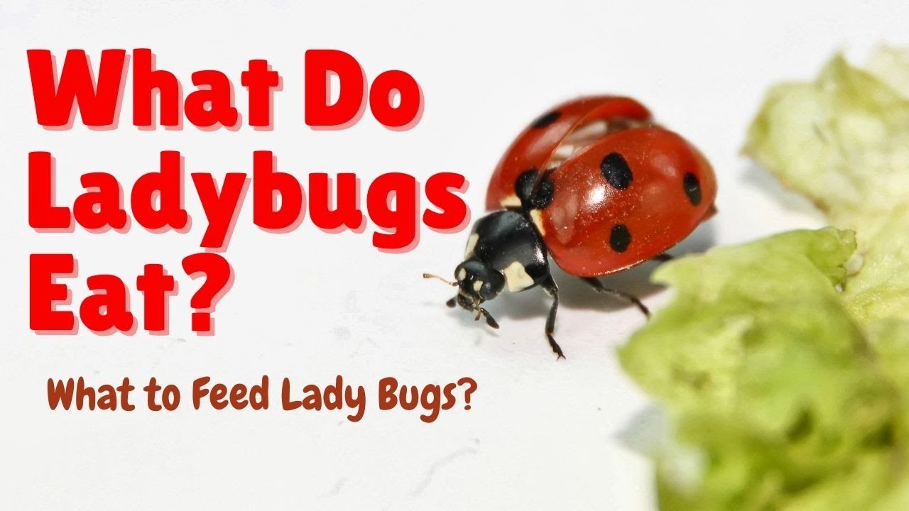 How to Get Rid of Ladybugs