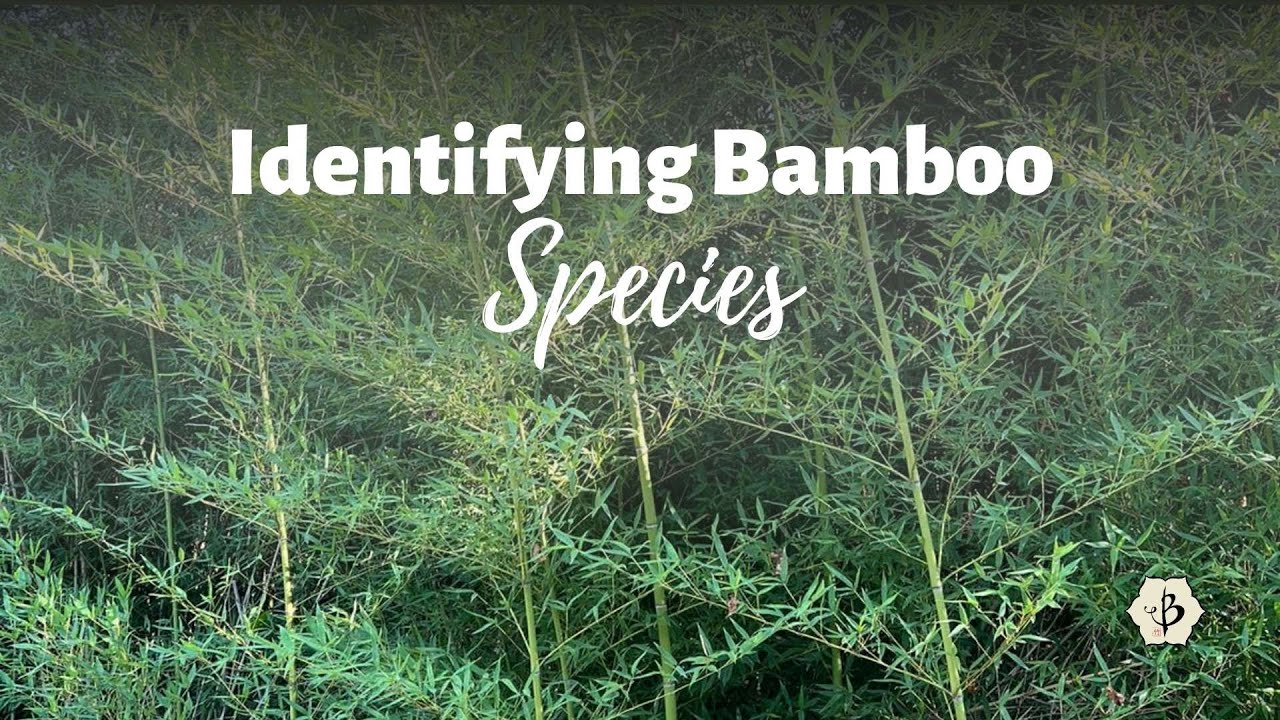 'Video thumbnail for Bamboo Species Identification'