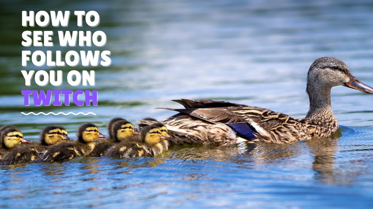 Video thumbnail for How to see who follows you on Twitch - in 30 Seconds