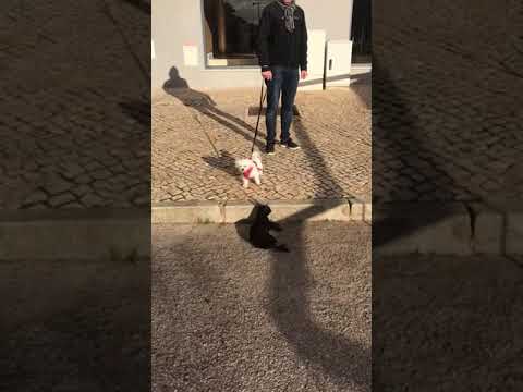 Video thumbnail for On one of our dog & kitten walks but it’s showing off time for Star instead. Look how she loves me!