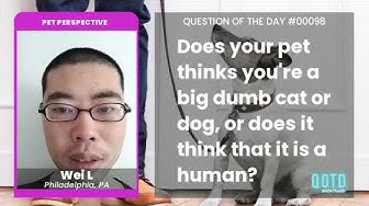 Video thumbnail for Wei's dog thinks it's as smart as a person. Or at least, it wants to be!