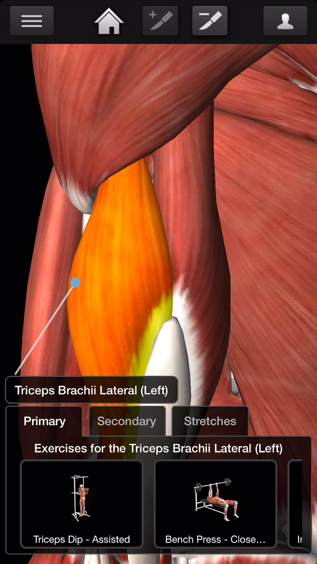Video thumbnail for Bodybuilding - Triceps Workouts