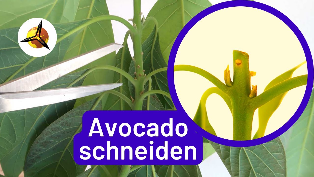 'Video thumbnail for Avocado Pflanzen schneiden: Avocadobaum zurückschneiden'