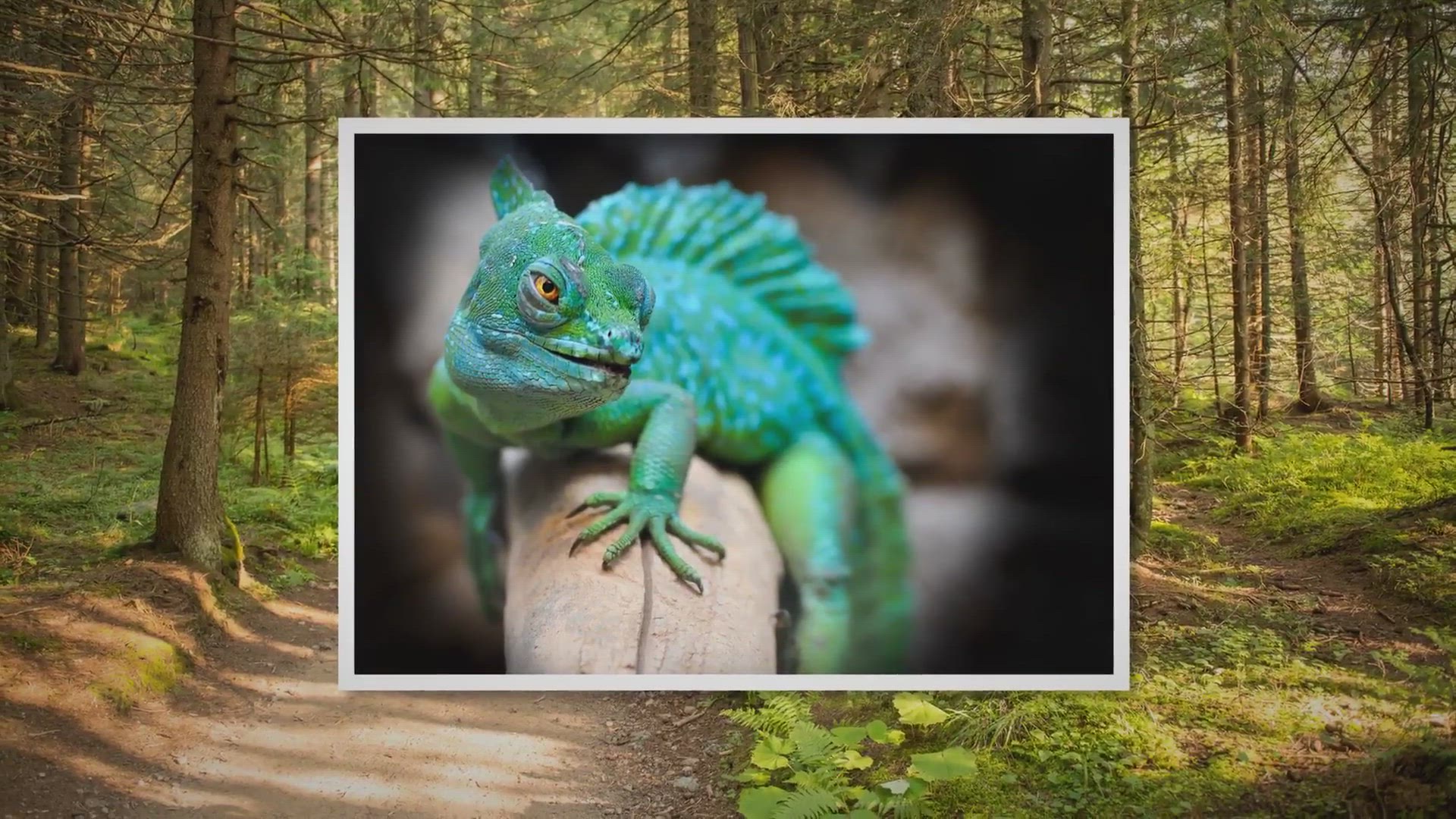Video thumbnail for Characteristics of a Chameleon Personality – Reptiles & Amphibians