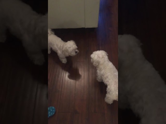 Video thumbnail for Bunty & Django the Maltese pups having a wild play session