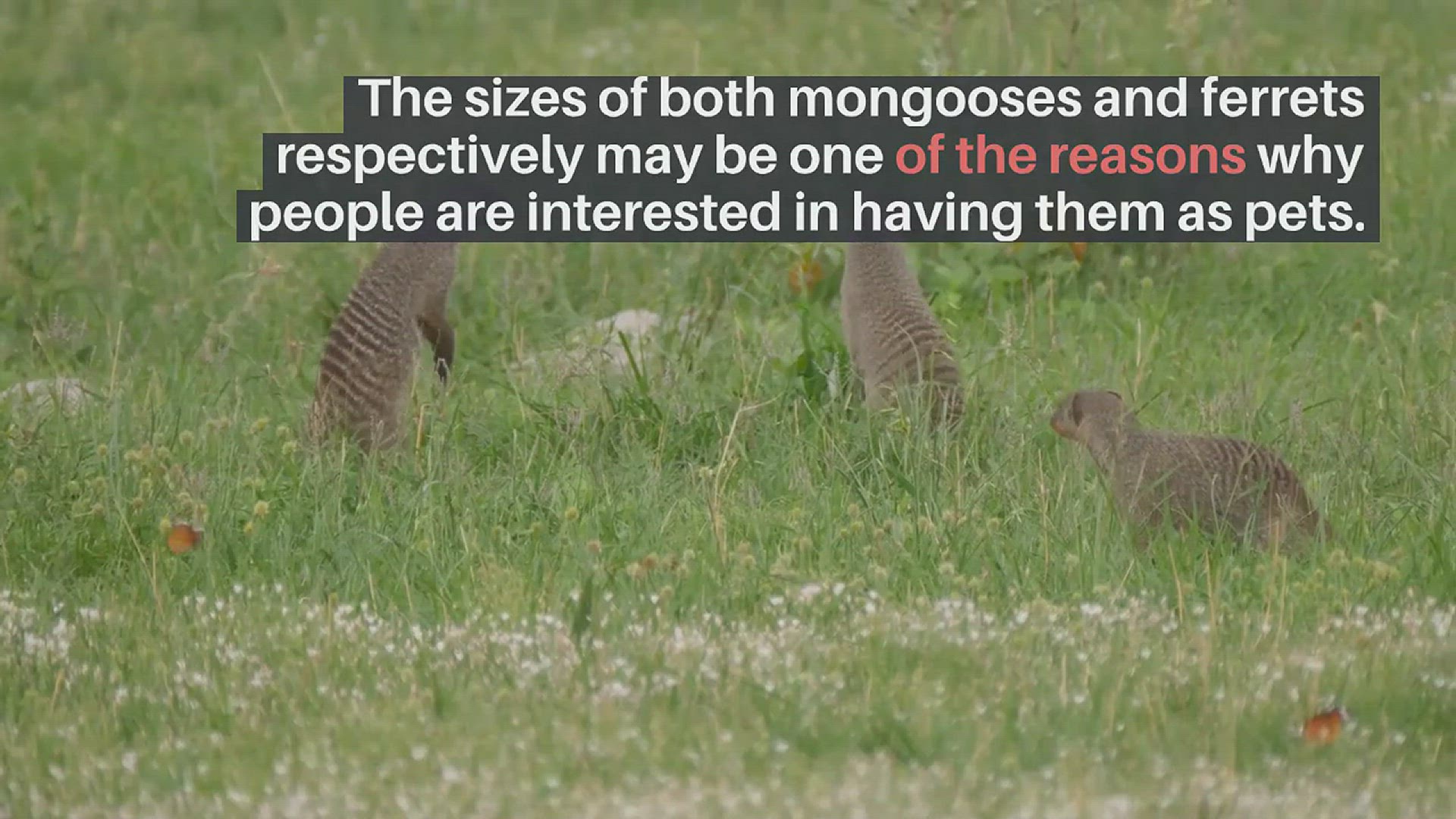'Video thumbnail for Ferret & Mangoose'