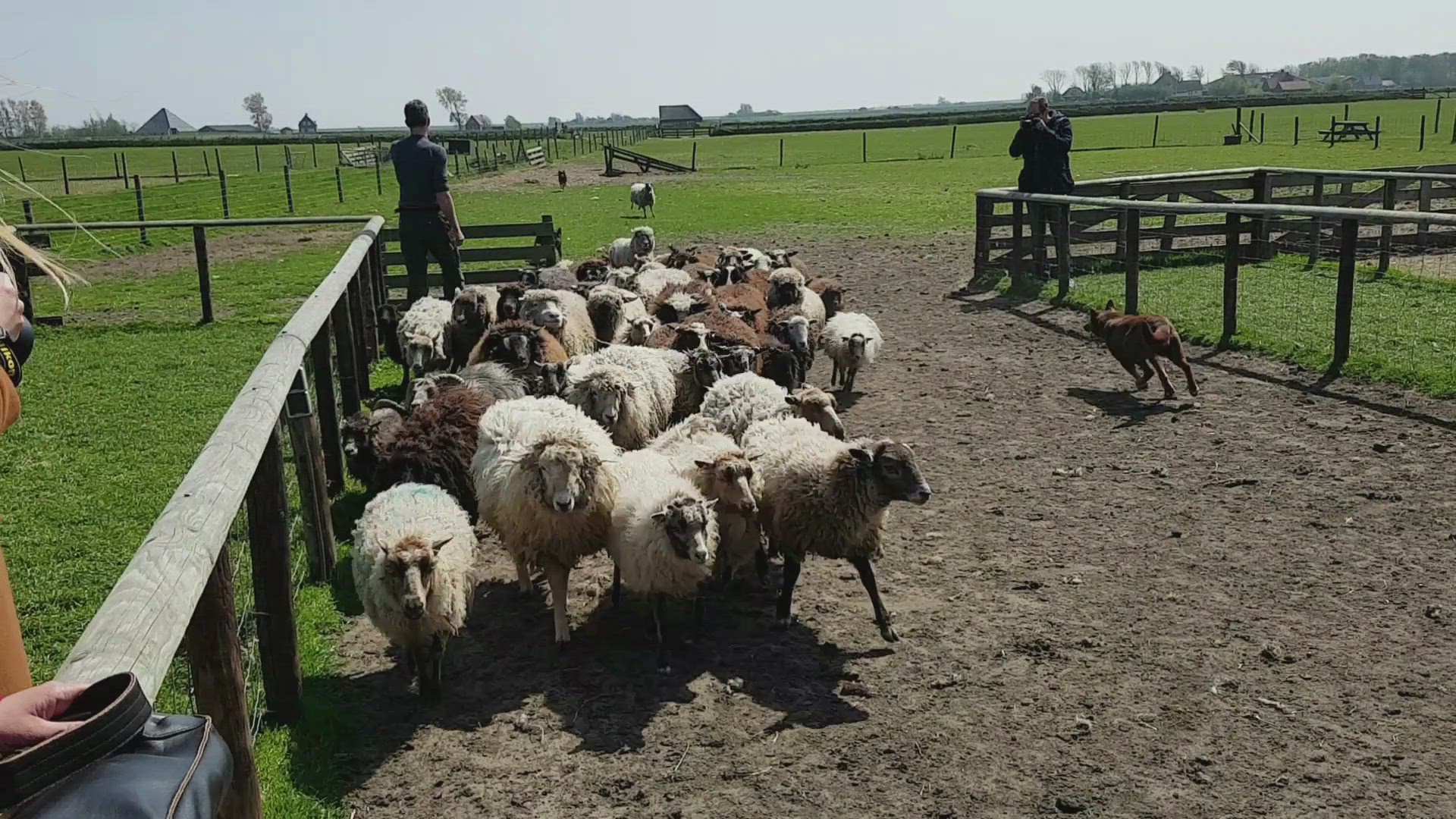 'Video thumbnail for Lämmer kuscheln auf Texel'