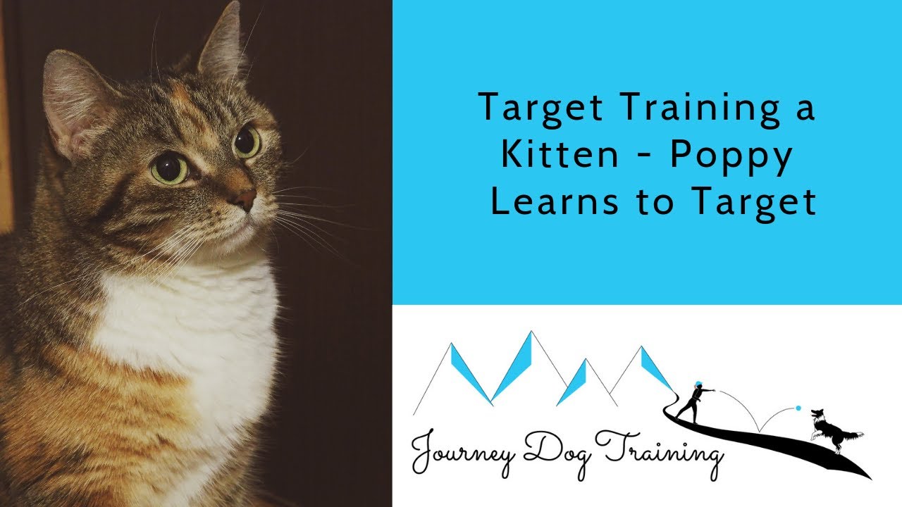 'Video thumbnail for Target Training a Kitten - Poppy Learns to Target'