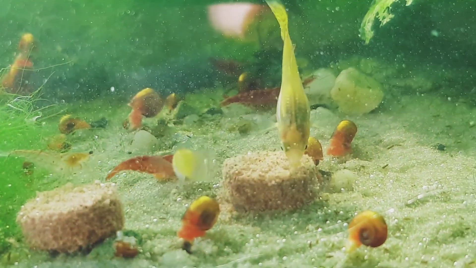 'Video thumbnail for Nano Planted tank'