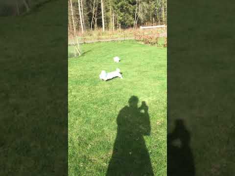 Video thumbnail for Chasing Django like crazy at The Meikleour Arms in Perth, Scotland #maltesepuppies #dogs #dogchase