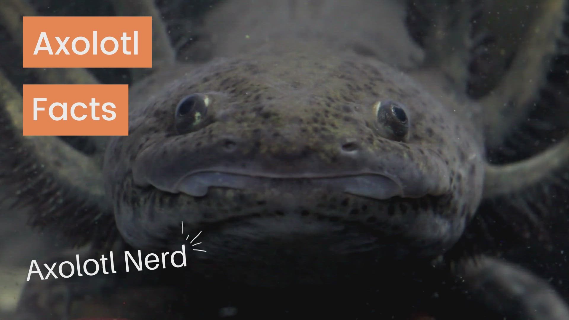 'Video thumbnail for Axolotl Fun Facts'