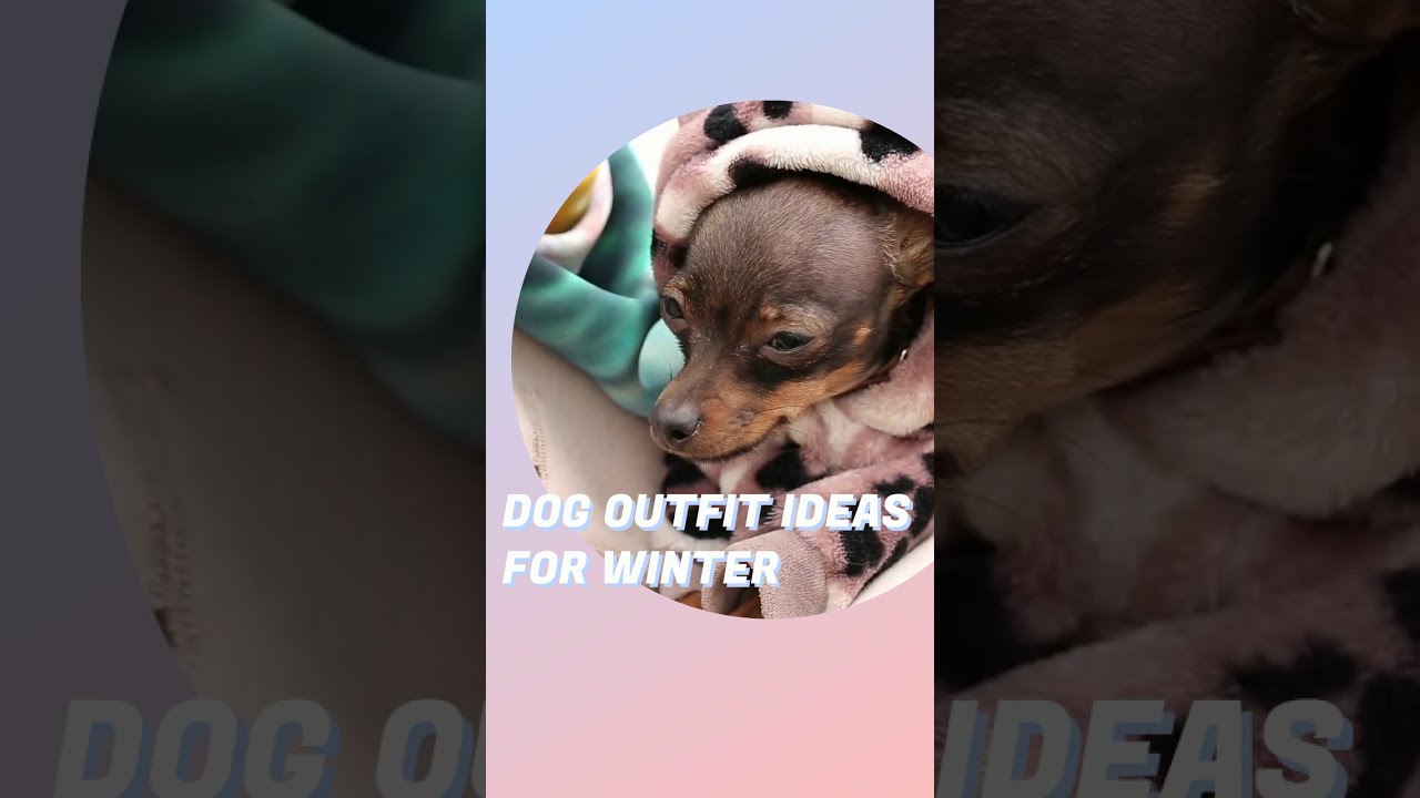 'Video thumbnail for Dog Outfit Ideas for Winter #shorts'