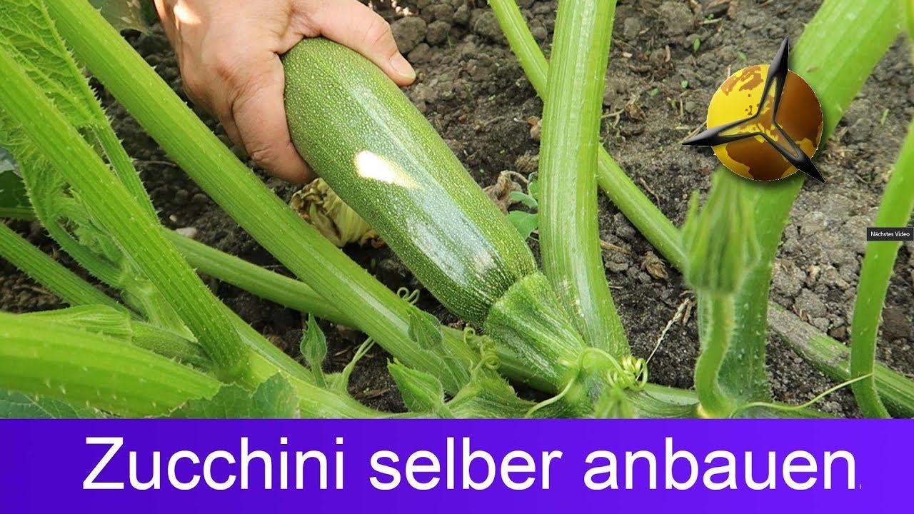 'Video thumbnail for Zucchini selber pflanzen ernten lagern'