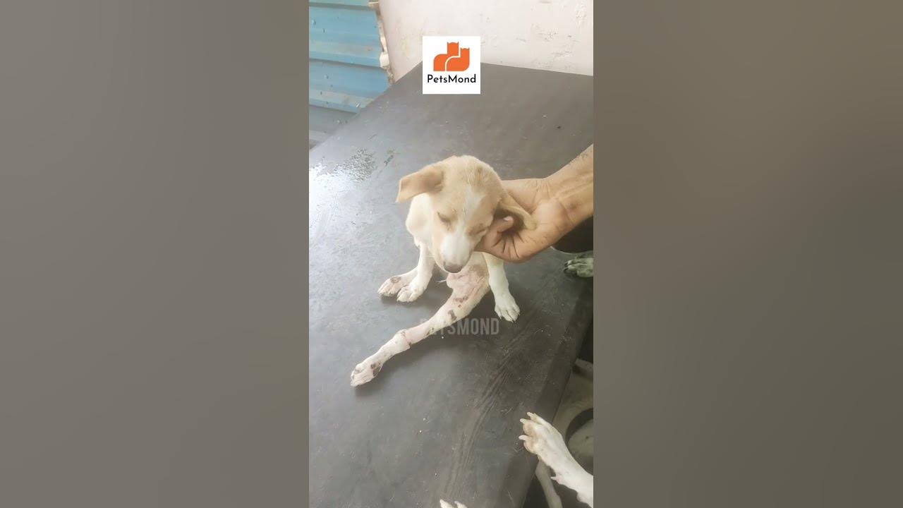 'Video thumbnail for My Rescued Pup Loves This Massage 馃槀馃挌 | Funny Dog Behavior | PetsMond'