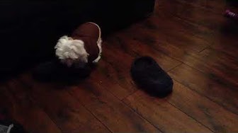 Video thumbnail for No like my jacket, will attack Dad’s slipper in fury! #django #maltesepuppies #dogslovers #maltese