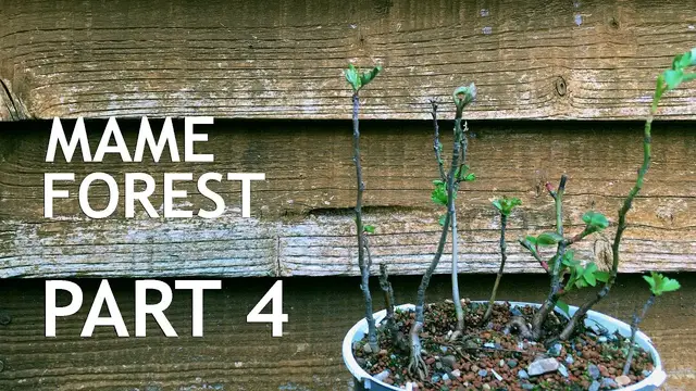 'Video thumbnail for Mame Bonsai Forest Part 4'