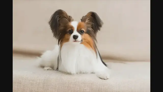'Video thumbnail for Discover Your Perfect P Dog Breed: A Guide to Pooches Starting with 'P''